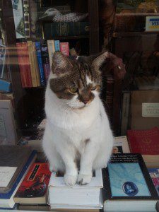 Le chat du libraire