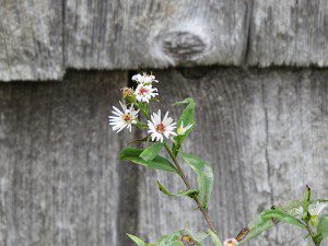 aster blanche fleur tardive