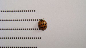 coccinelle a loeuvre