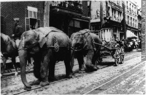 elephants tirant un char de cirque a montreal