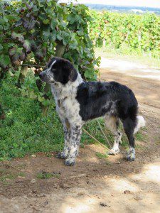 Le chien du vigneron