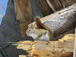ecureuil roux dans la grange effondree quatre