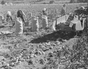 recolte de patates mont joli 1949