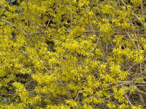 arbre en fleurs jaunes un
