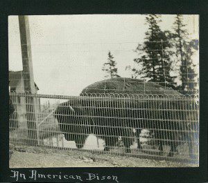 bison au kent house