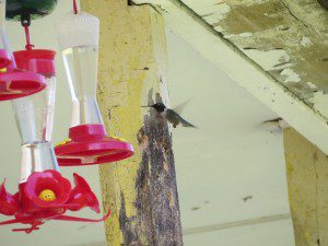 colibri a gorge rubis male