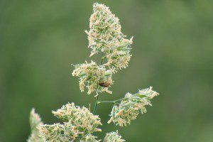 coleoptere sur flouve odorante