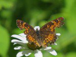 papillon abime sur marguerite