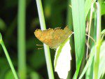 papillon comme feuille automne