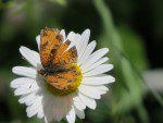 papillon sur maguerite