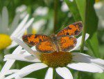 papillon sur marguerite deux