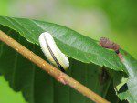 cimbex americana larve de la tenthrede de lorme deux