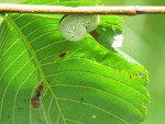 cimbex americana larve de la tenthrede de lorme quatre