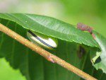 cimbex americana larve de la tenthrede de lorme trois