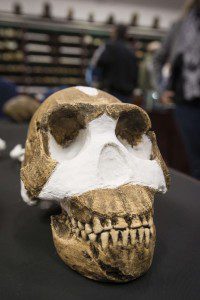 Homo naledi fossile