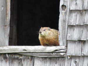 Marmotte regardant la pluie tomber