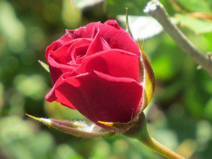 Rose magnifique