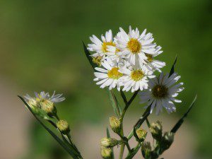 petites asters blanches poesie amour