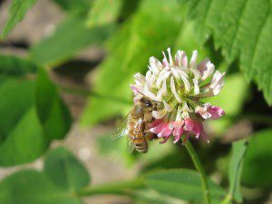 abeille butinant dans fleur de trefle