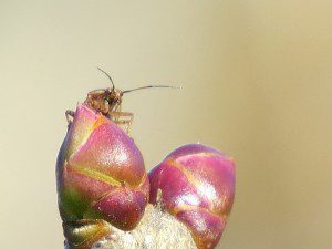 Petit insecte sur bourgeons de lilas rose