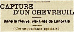 capture chevreuil
