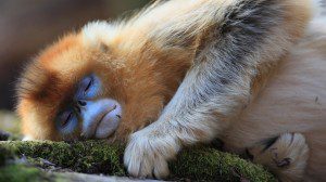 sommeil dun singe