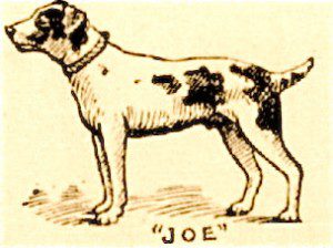 le chien Joe