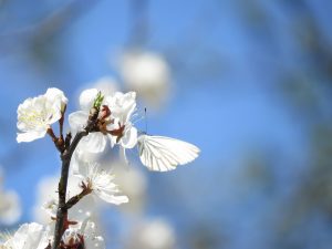 Pieride butinant sur une fleur de prunier
