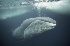 Bowhead whale Arctic