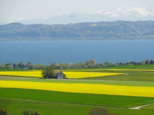 champ de colza en suisse