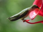 colibri femelle buvant deux