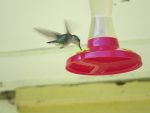 colibri femelle deux