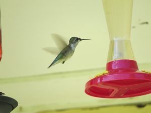 colibri femelle un