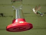 colibri-trois