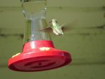 colibri-un