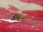 abeille-buvant-quatre