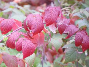 feuilles-de-framboisier-rouge