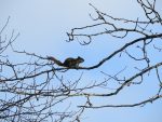 ecureuil-roux-sur-une-branche-dun-grand-peuplier-baumier-deux