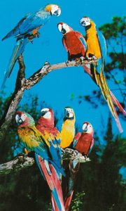 perroquets-multicolores