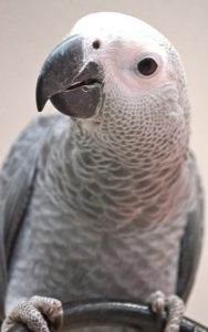 perroquet