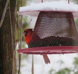 cardinal-rouge