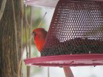 cardinal-rouge-quatre