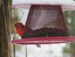 cardinal-rouge-un