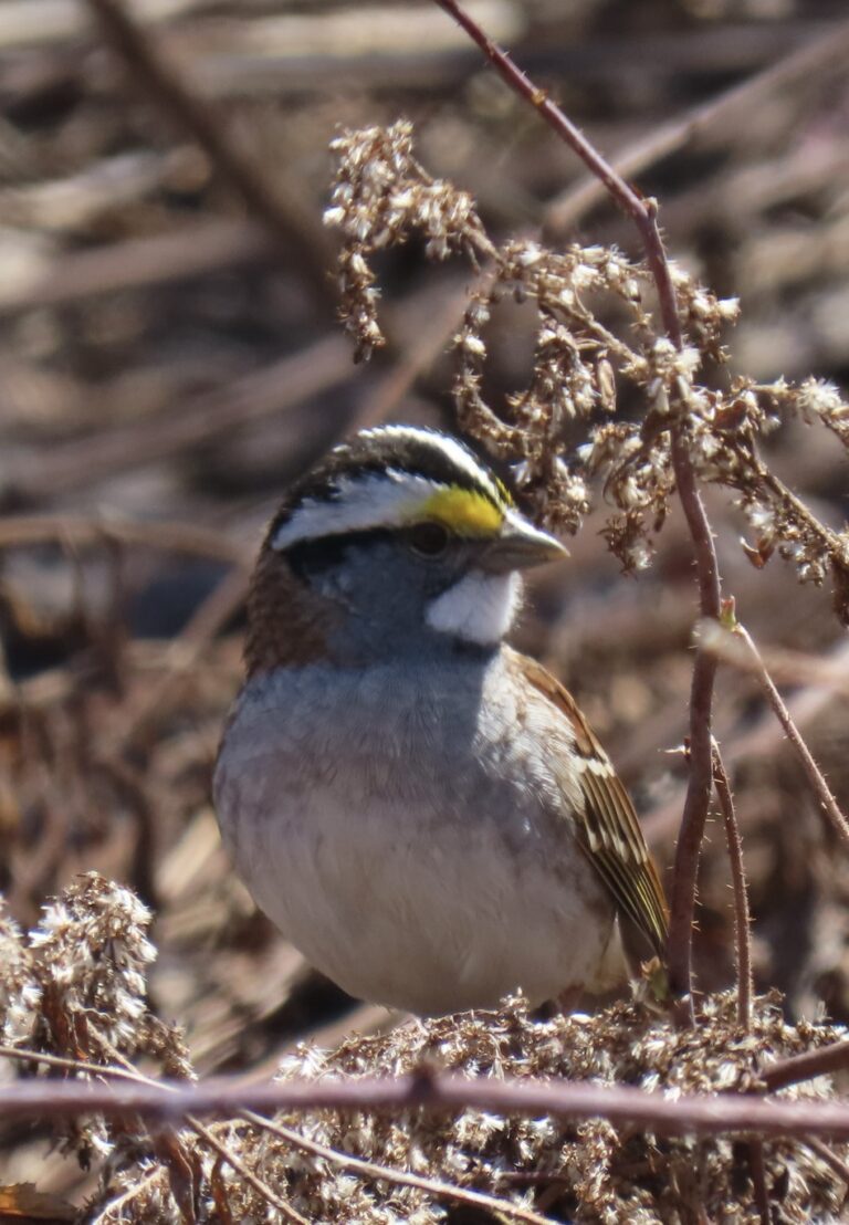 Revoici le Bruant à gorge blanche. | Les Quatre Saisons
